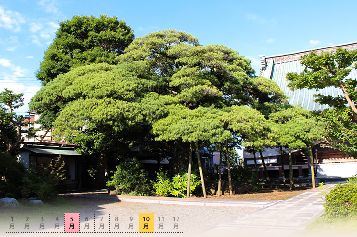 広渡寺の槇