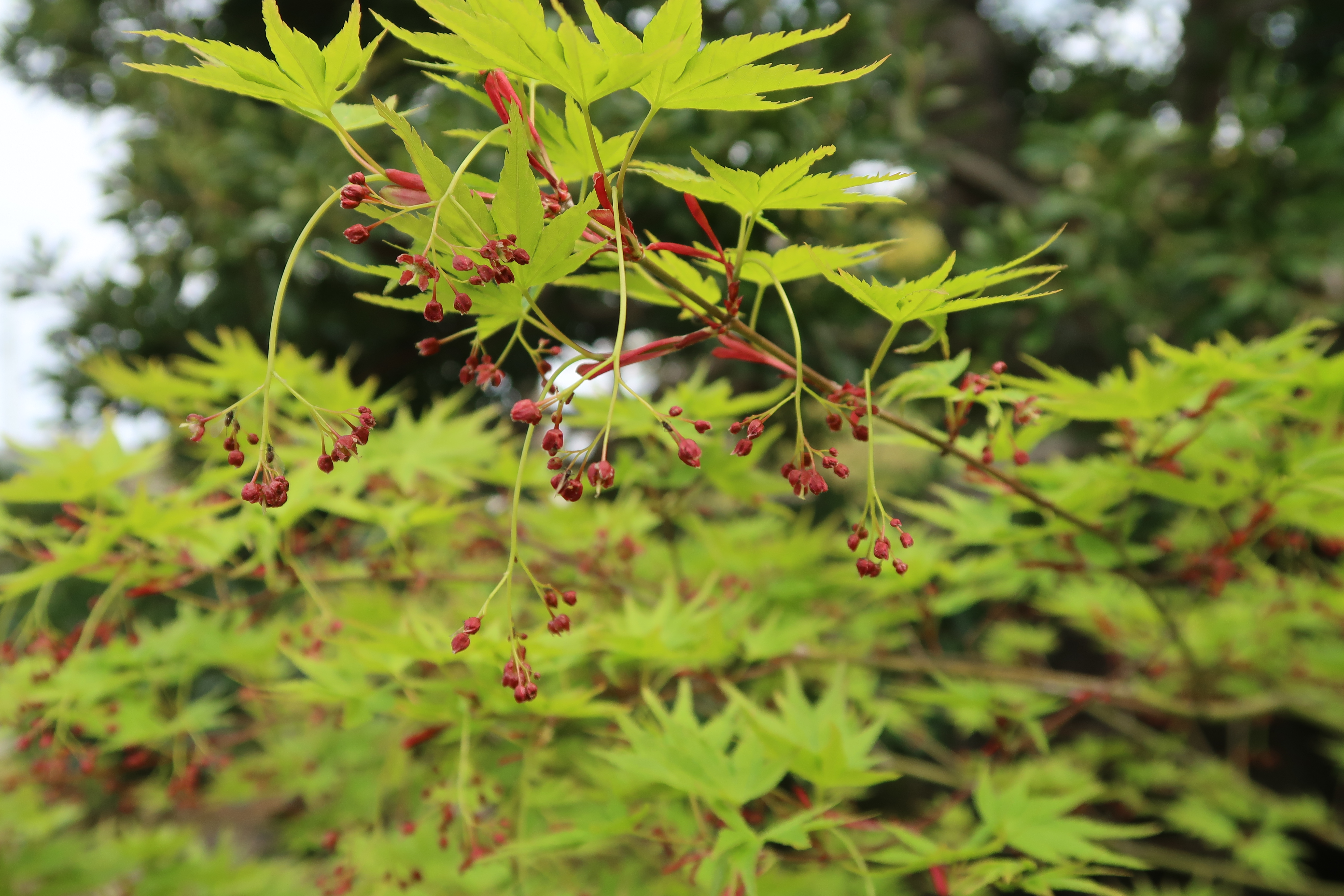 モミジの花 浄土宗 間宮山 時鑑院 広渡寺 函南町