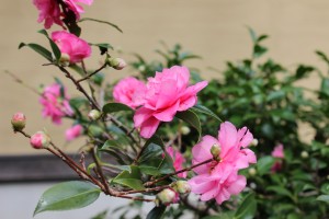 IMG_1151