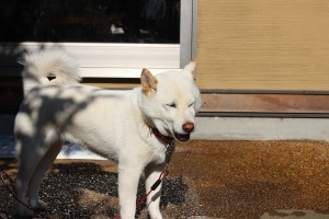 IMG_1274