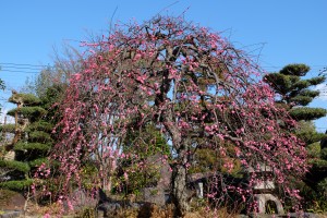 DSCF0397