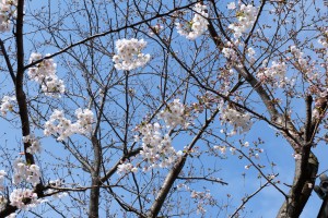 DSCF0606