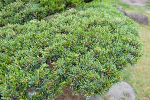 DSCF0924