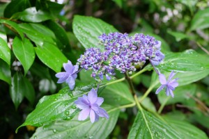 DSCF1021