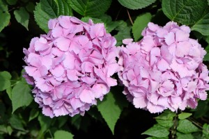 DSCF1024