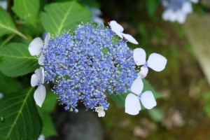 DSCF1026