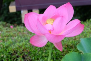 DSCF1071