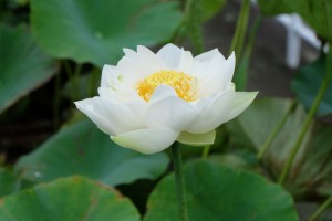 DSCF1074