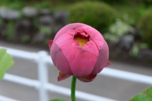 DSCF1075
