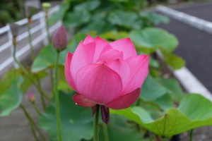 DSCF1077