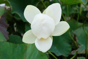 DSCF1090