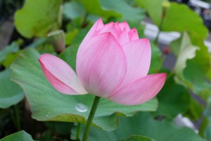 DSCF1094