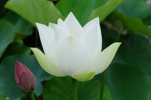 DSCF1101