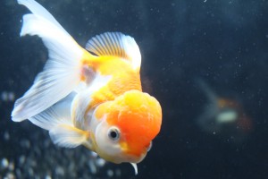 DSCF1280