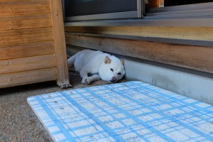 DSCF1408