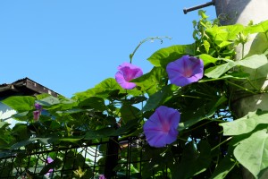 DSCF1626