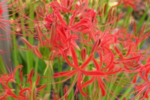 DSCF1671