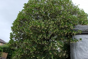 DSCF1746