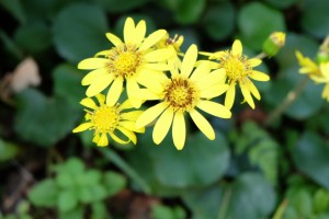 DSCF2066