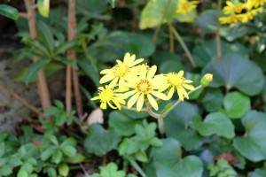 DSCF2067