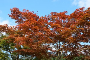 DSCF2077