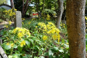 DSCF2083