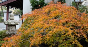 DSCF2499 (3)