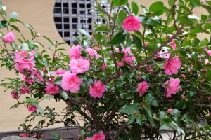 DSCF2523