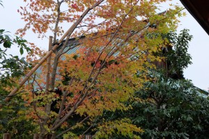 DSCF2536