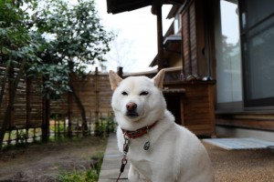 DSCF2540