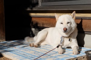 DSCF2556