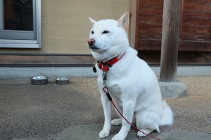 DSCF2853