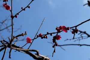 DSCF2963