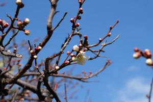 DSCF2977