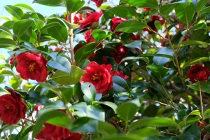 DSCF3075