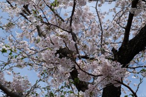 DSCF3143