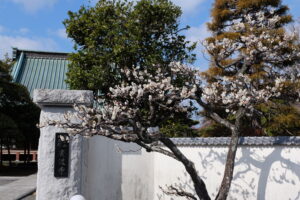 梅の花が見頃です