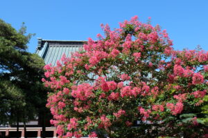 残暑が厳しいです