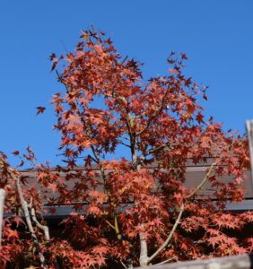 境内の紅葉