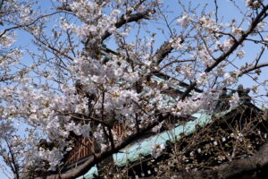 桜 咲きました