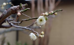 梅の花